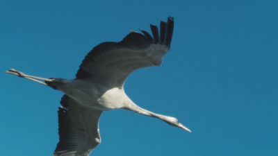 The crane's great search for companionship - A World of Calm