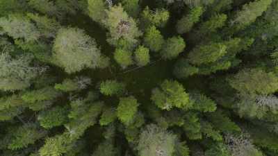The creatures of the taiga
have done everything they can - Wild Nordic