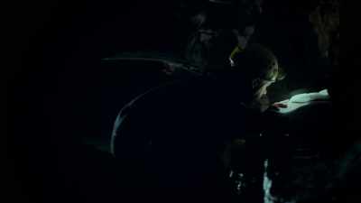 The creatures that
choose to live in a cave,
they do it for a reason. - One Strange Rock