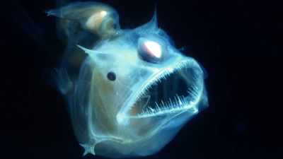 - The creatures
that live down there - The UnBelievable with Dan Aykroyd