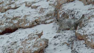 The crew have enjoyed
a privileged and rare insight - Ghost of the Mountains
