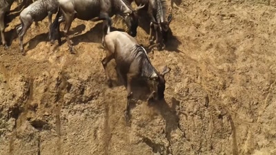 The crocodile-infested Mara River. - A Year on Planet Earth