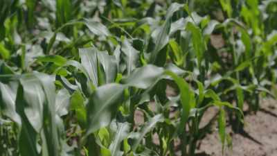 The crops start to thrive - True Terror with Robert Englund