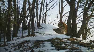 The crows that led him here... - Frozen Planet II
