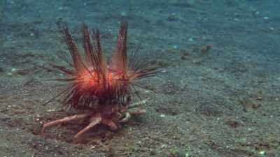 The crustacean
provides the fire sea urchin - Absurd Planet