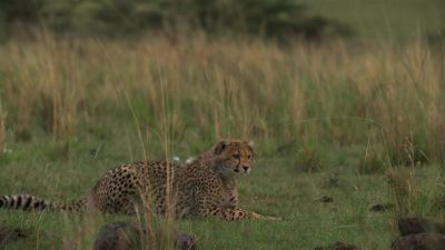 The cub hangs back... - Chasing the Rains
