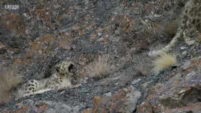 The cub, however, is alive
thanks to its mother. - Planet Earth: A Celebration