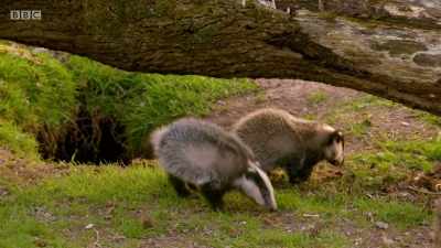 The cub's antics might look
light-hearted, - Wales: Land of the Wild