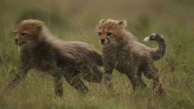 The cubs are ravenous and can't wait to feed. - Chasing the Rains