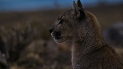 The cubs call into the dark for their mother to return. - Earth at Night in Color