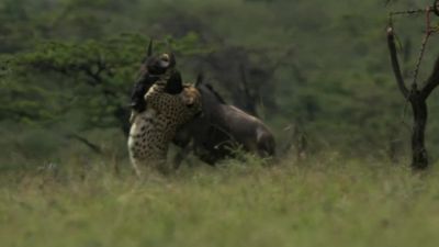The cubs' father has the wildebeest in his grasp, - Chasing the Rains