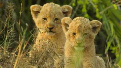 The cubs keep low. - Wild Babies