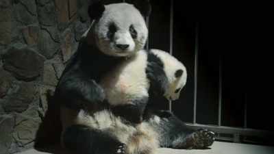 The cubs' mothers were also born
at the panda base. - Pandas