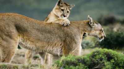 The cubs still have a lot to learn. - Predators