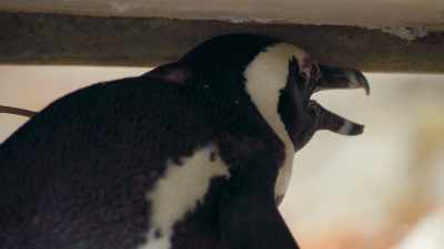 The Culverts are hanging in there, - Penguin Town