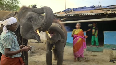 The cup is empty now! - The Elephant Whisperers