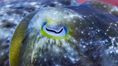 The cuttlefish, however,
has a remarkable talent. - Blue Planet II