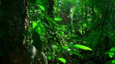 The dark forest floor
conceals many predators. - Tiny World
