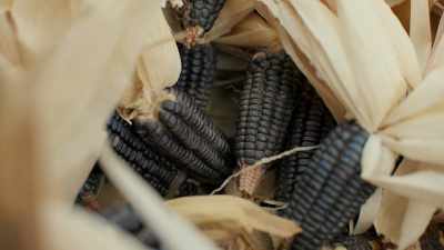 The darker heritage corns are
often sweeter - Eva Longoria: Searching for Mexico