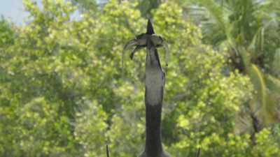 The dead dinosaur suggests
that he's a good hunter - Prehistoric Planet