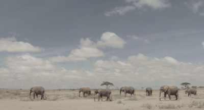 The decision she now has to make
has never been more critical. - The Elephant Queen