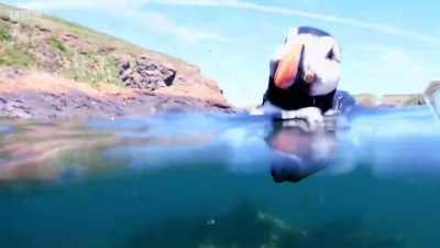 The decoy remained sadly ignored. - Wales: Land of the Wild