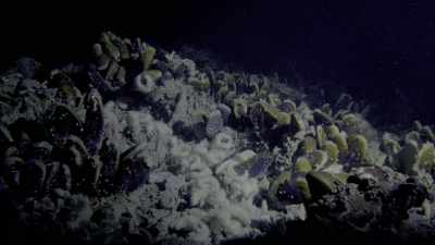 The deep maybe hostile, - Oceans: Our Blue Planet