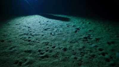 The deep seabed may,
at first, appear lifeless, - Blue Planet II