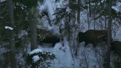 The deep snow slows down
both attacked... - Frozen Planet II