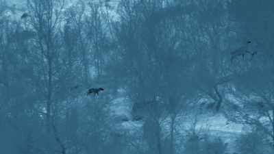 The deer scatter
right across the mountainside. - Seven Worlds, One Planet