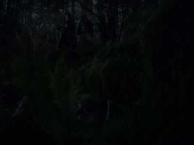 The deer's path is
up back up over there, - First Cow