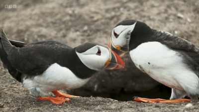 The delicate touching of beaks
strengthens the bond between them - Wild Isles