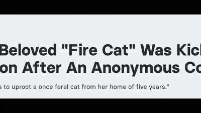The department says while
animals can be comforting, - Cat Daddies