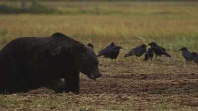 The desperation that comes with autumn
is too much for the second bear. - Wild Nordic