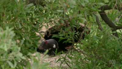 The devil mating season
marks autumn's arrival. - David Attenborough's Tasmania