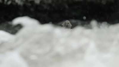 The dipper's hunting grounds
are transformed. - Epic Yellowstone