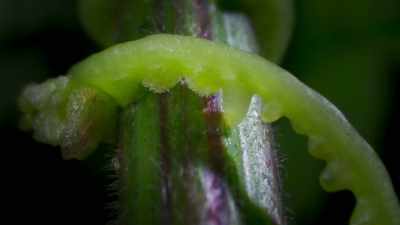 The dodder punctures the nettle's
stem - The Green Planet