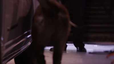 THE DOG CIRCLES THE CAR,
SMELLING EVERYTHING, - Casey Anthony: An American Murder Mystery