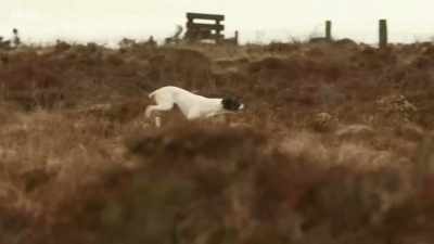 The dog is quartering the ground - Chronicles of the Glens