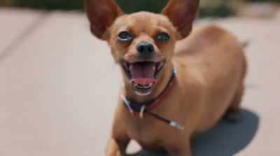 The Dogfellas.[Gidget clears throat] - Pups Alone
