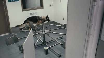 The dogs are constantly processing
the information, they're adapting, - Inside the Mind of a Dog