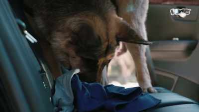 The dogs cannot smell K2, - I Was a Teenage Felon