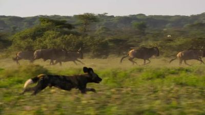 The dogs have incredible stamina... - Our Planet