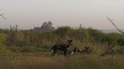 The dogs must regroup and start again. - Chasing the Rains