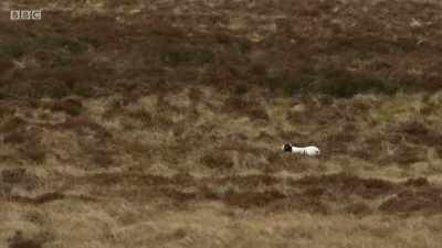 The dog's started setting now, - Chronicles of the Glens
