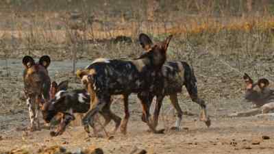 The dogs support each other instinctively, - Predators