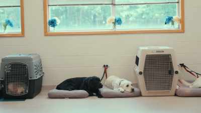 The dogs
that didn't get picked... - Inside the Mind of a Dog