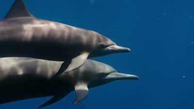 The dolphins constantly touch
and talk with one another, - Our Planet