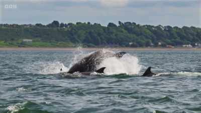 The dolphins have clocked that - Wild Isles
