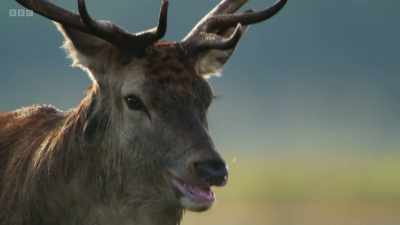 The dominant stag is tired, - Wild Isles